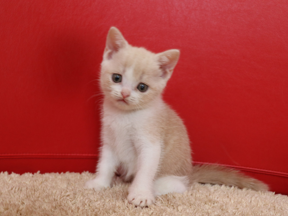 スコティッシュフォールドの子猫画像