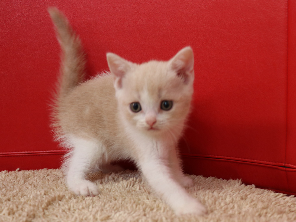 スコティッシュフォールドの子猫画像