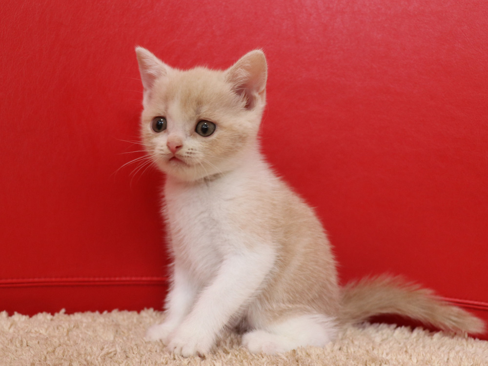 スコティッシュフォールドの子猫画像
