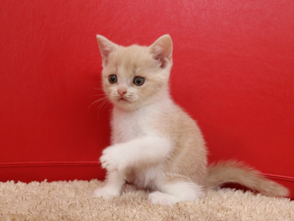 スコティッシュフォールドの子猫画像