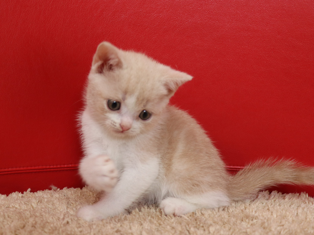 スコティッシュフォールドの子猫画像