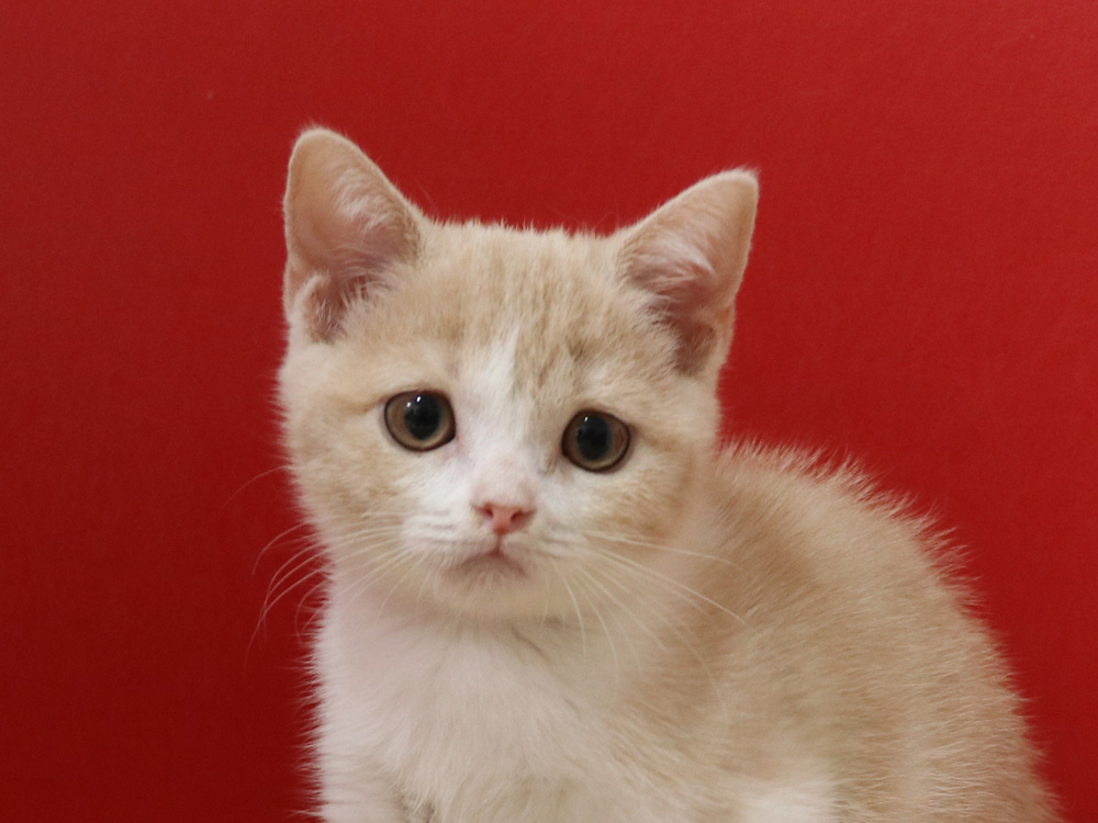 スコティッシュフォールドの子猫画像