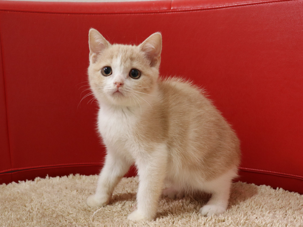 スコティッシュフォールドの子猫画像