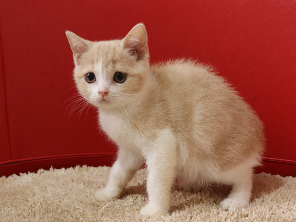 スコティッシュフォールドの子猫画像