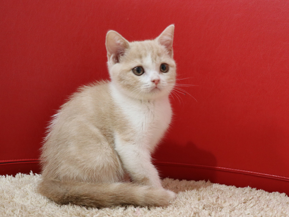 スコティッシュフォールドの子猫画像