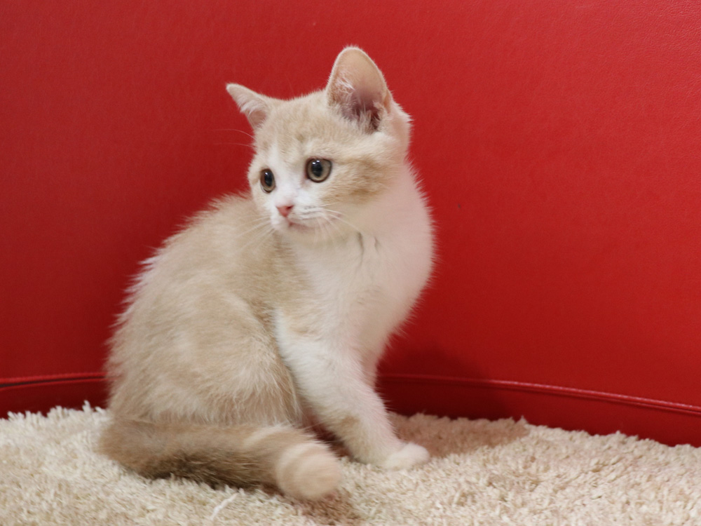 スコティッシュフォールドの子猫画像