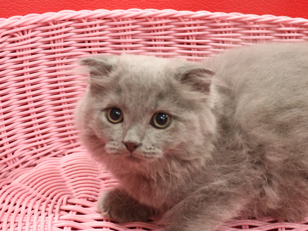 スコティッシュフォールドの子猫画像