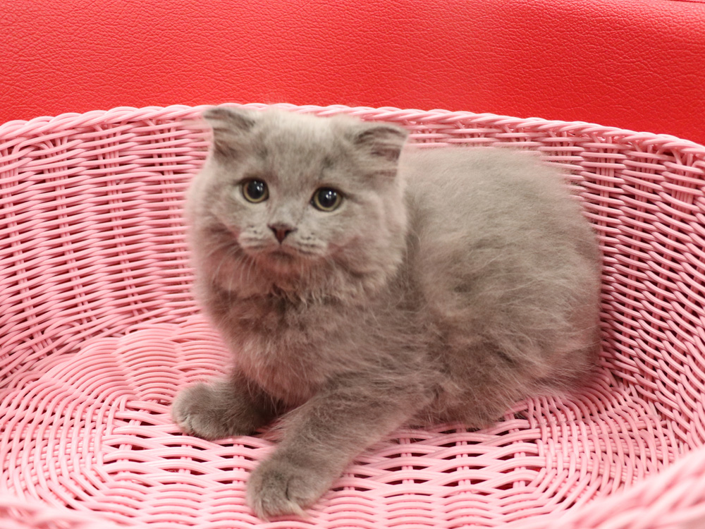 スコティッシュフォールドの子猫画像