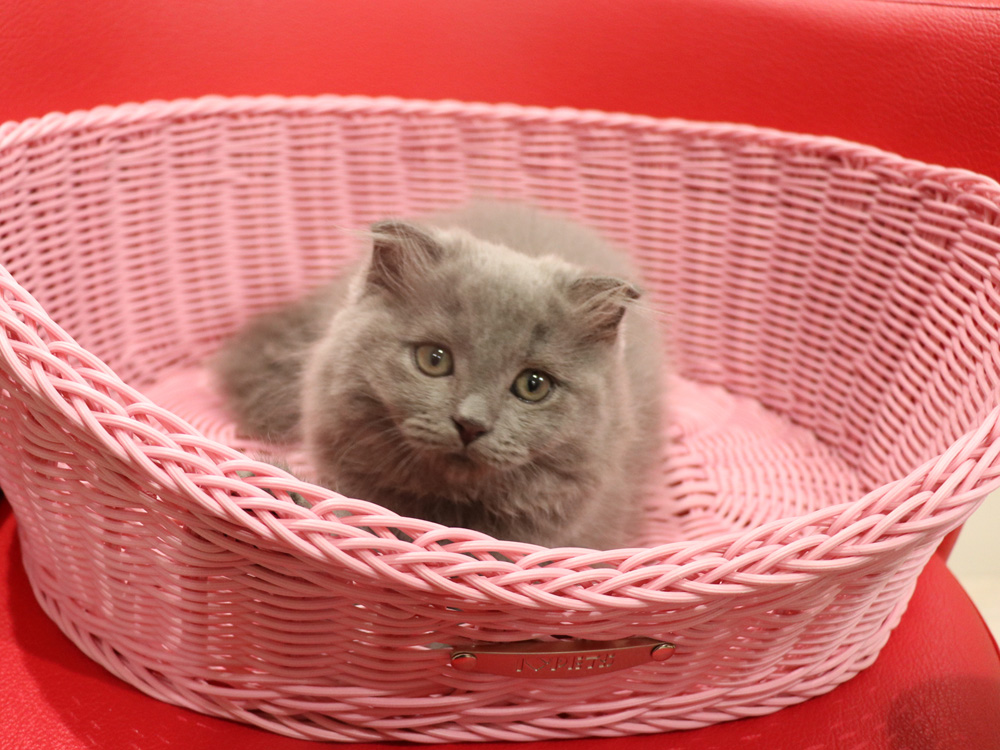 スコティッシュフォールドの子猫画像