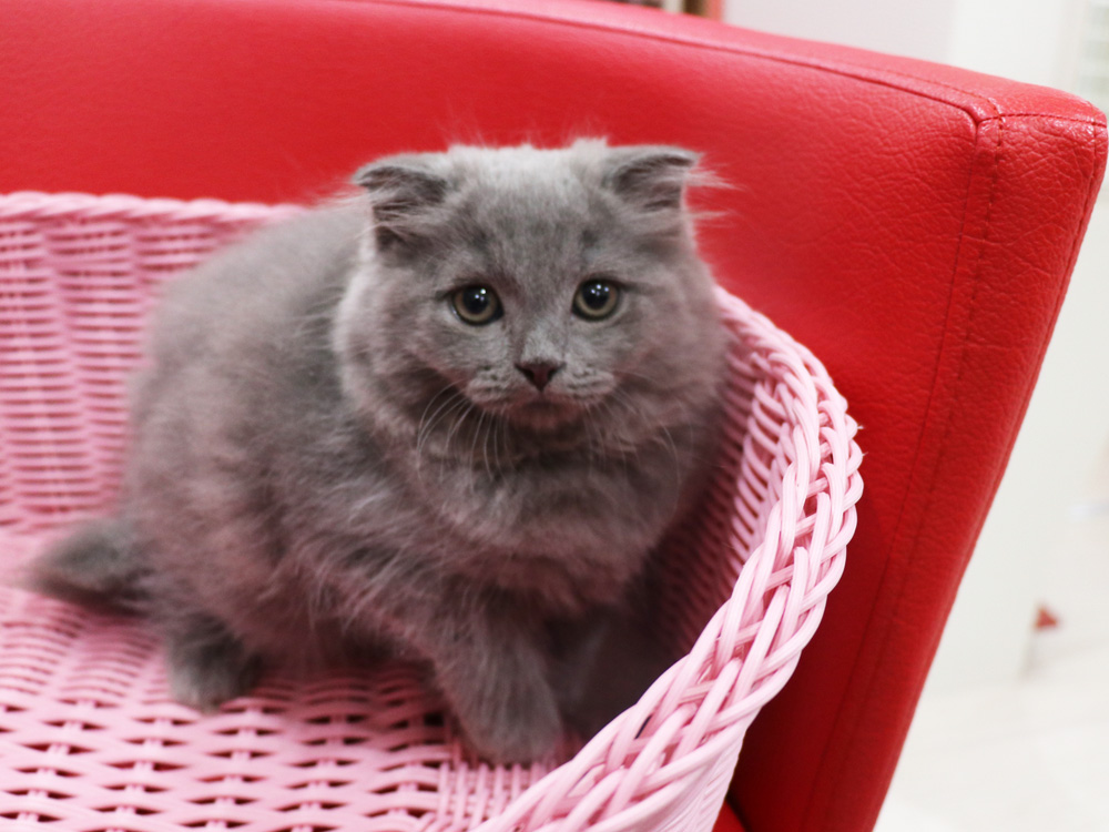 スコティッシュフォールドの子猫画像