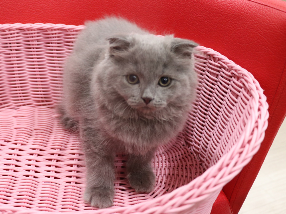 スコティッシュフォールドの子猫画像