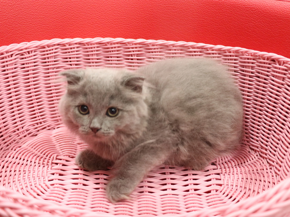 スコティッシュフォールドの子猫画像