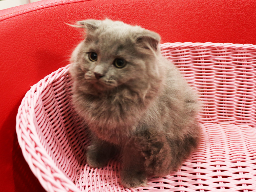 スコティッシュフォールドの子猫画像