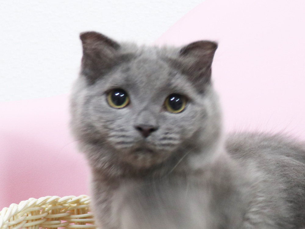 スコティッシュフォールドの子猫画像
