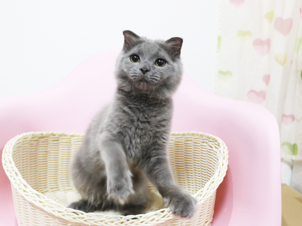 スコティッシュフォールドの子猫画像