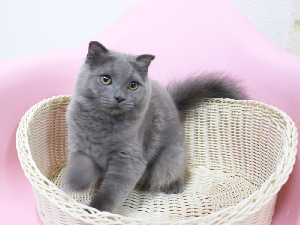 スコティッシュフォールドの子猫画像