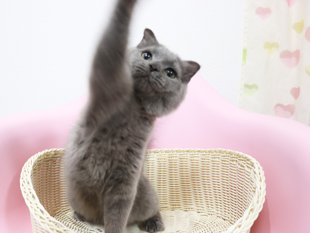 スコティッシュフォールドの子猫画像