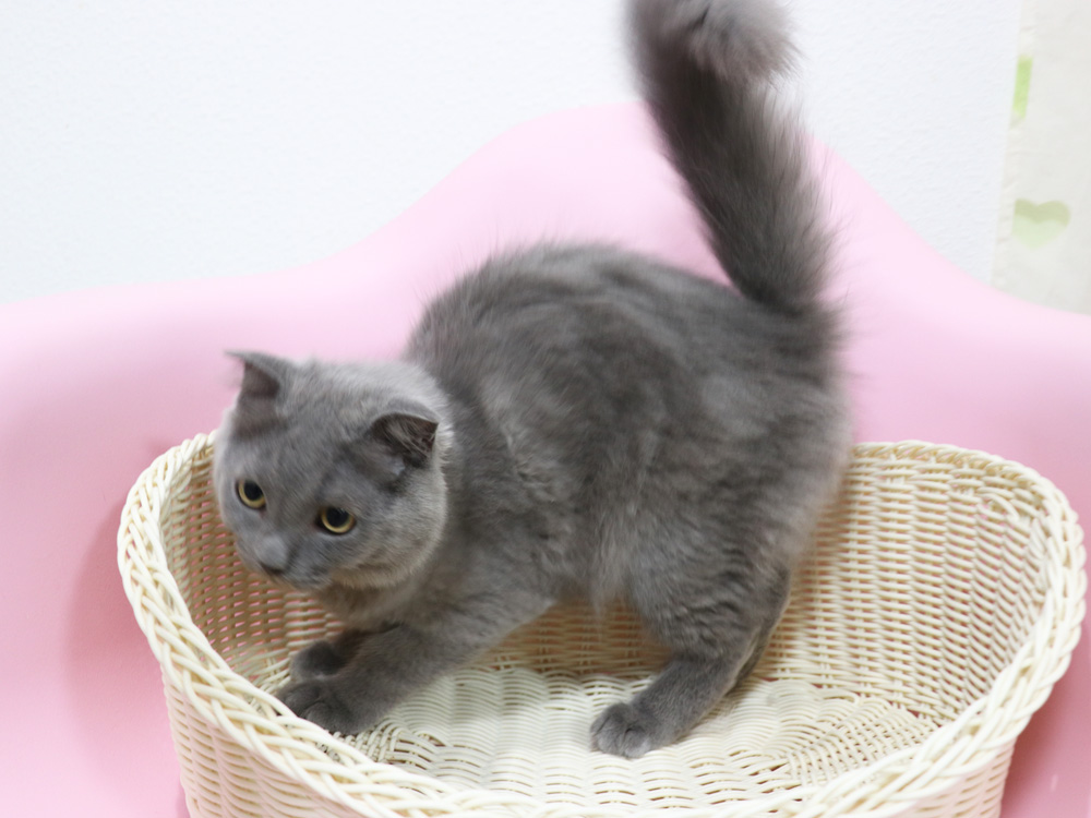 スコティッシュフォールドの子猫画像