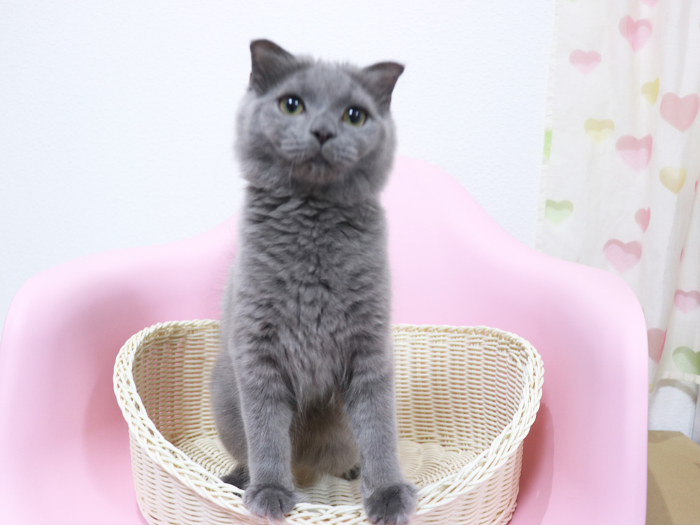 スコティッシュフォールドの子猫画像