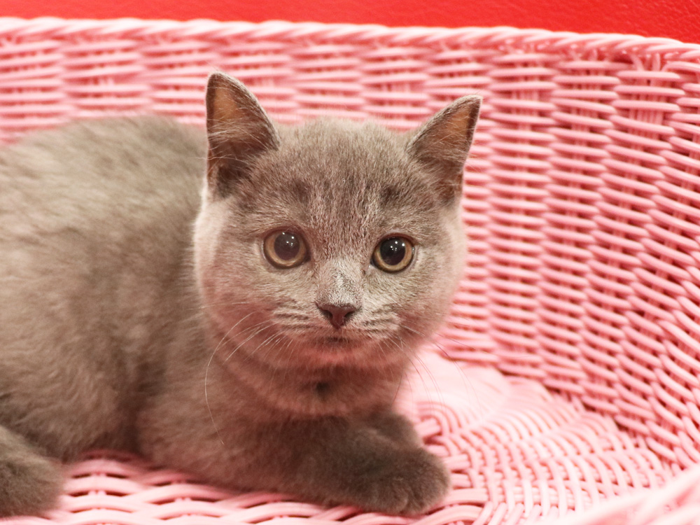 スコティッシュフォールドの子猫画像
