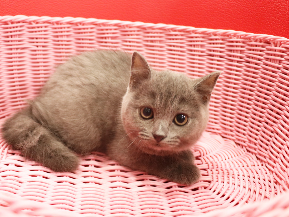 スコティッシュフォールドの子猫画像