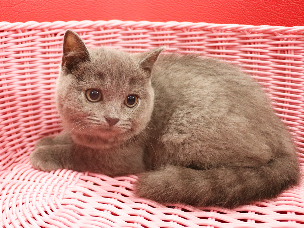 スコティッシュフォールドの子猫画像