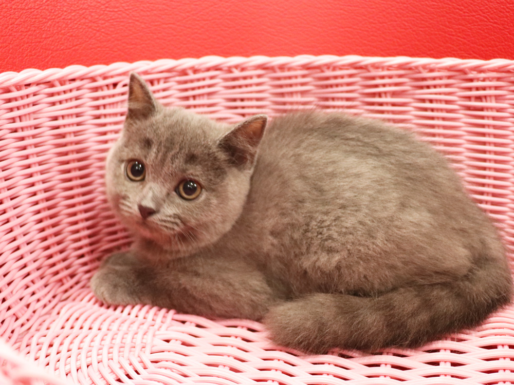 スコティッシュフォールドの子猫画像