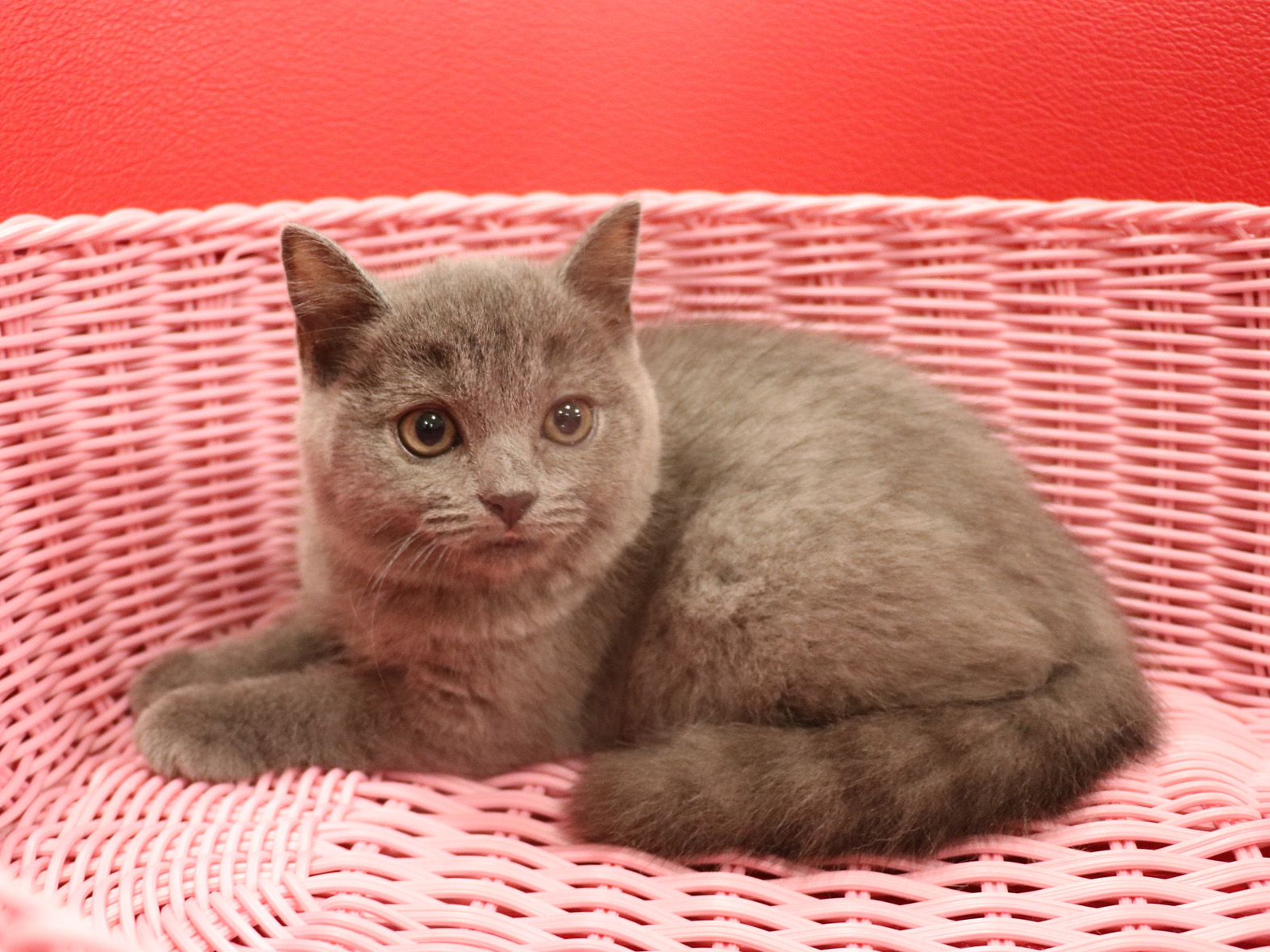 スコティッシュフォールドの子猫画像