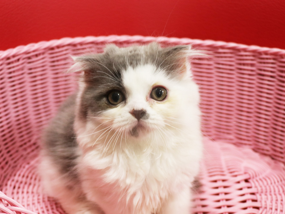 スコティッシュフォールドの子猫画像