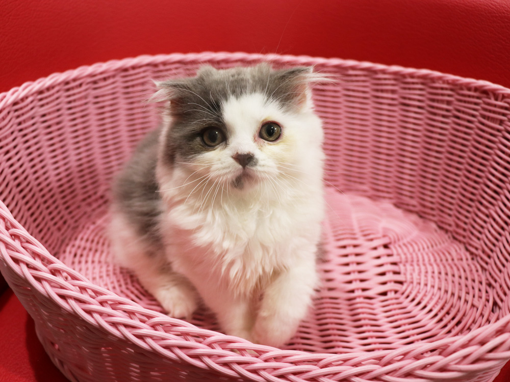 スコティッシュフォールドの子猫画像