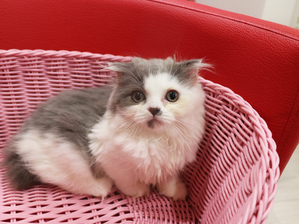 スコティッシュフォールドの子猫画像