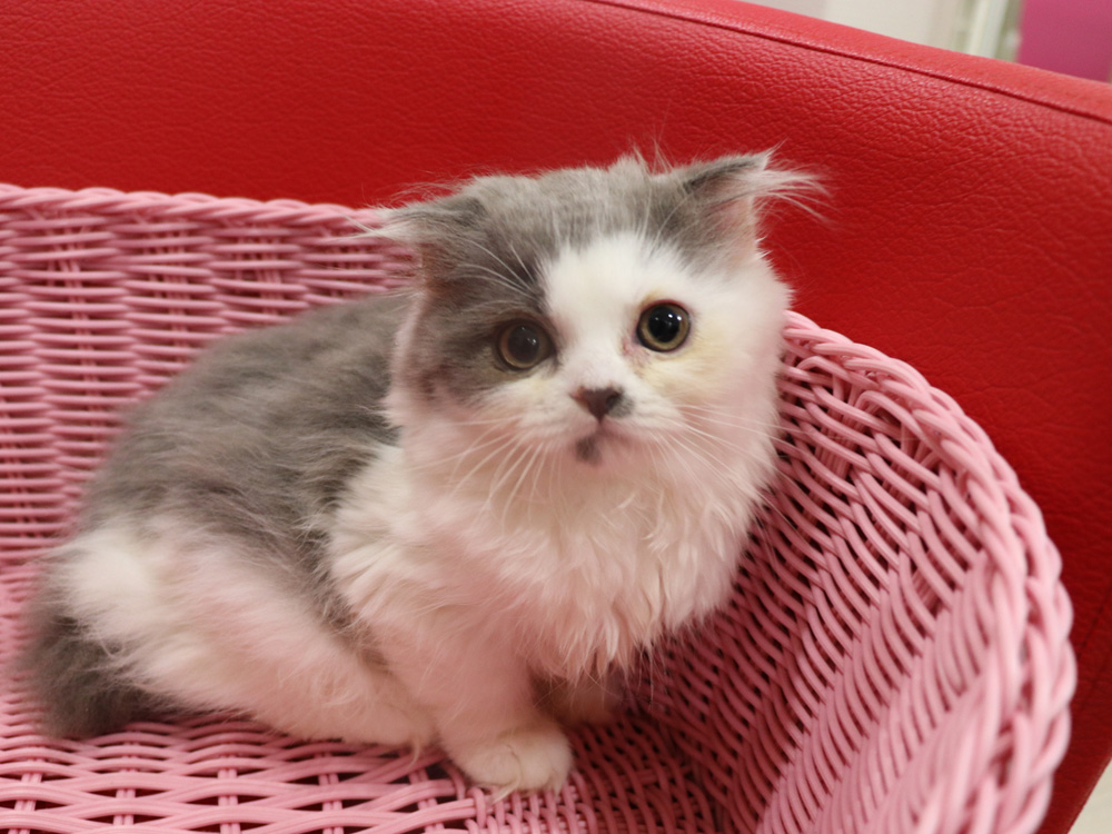 スコティッシュフォールドの子猫画像