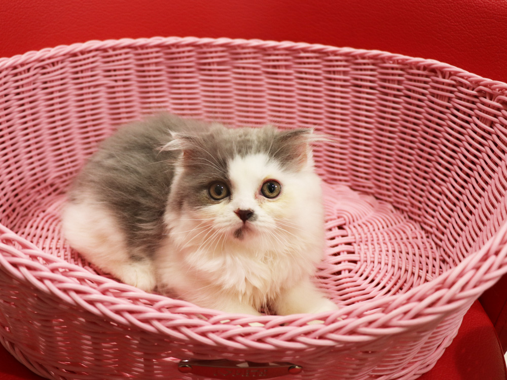 スコティッシュフォールドの子猫画像