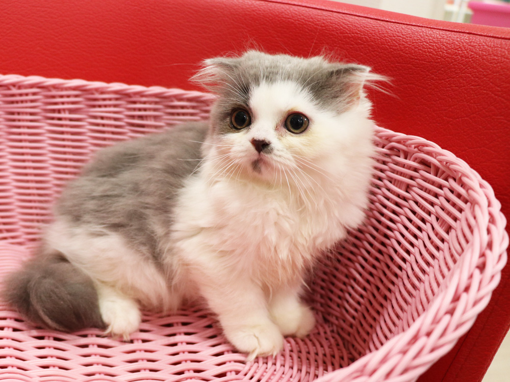 スコティッシュフォールドの子猫画像