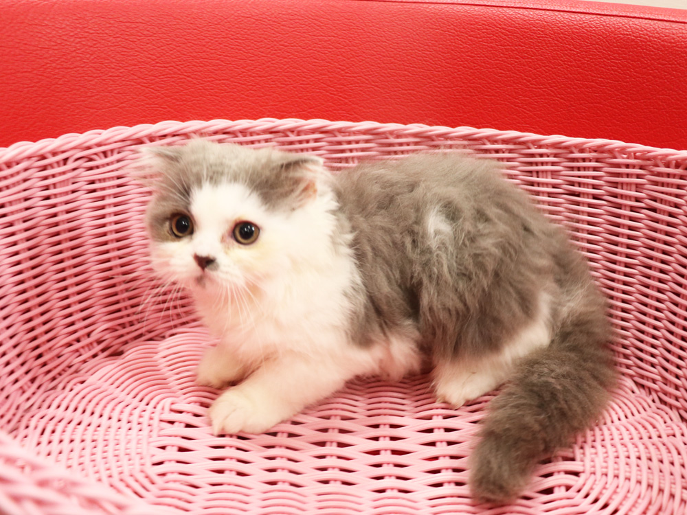 スコティッシュフォールドの子猫画像