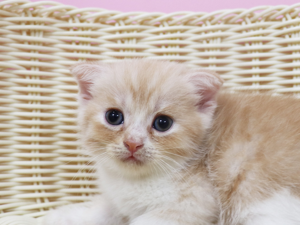 スコティッシュフォールドの子猫画像
