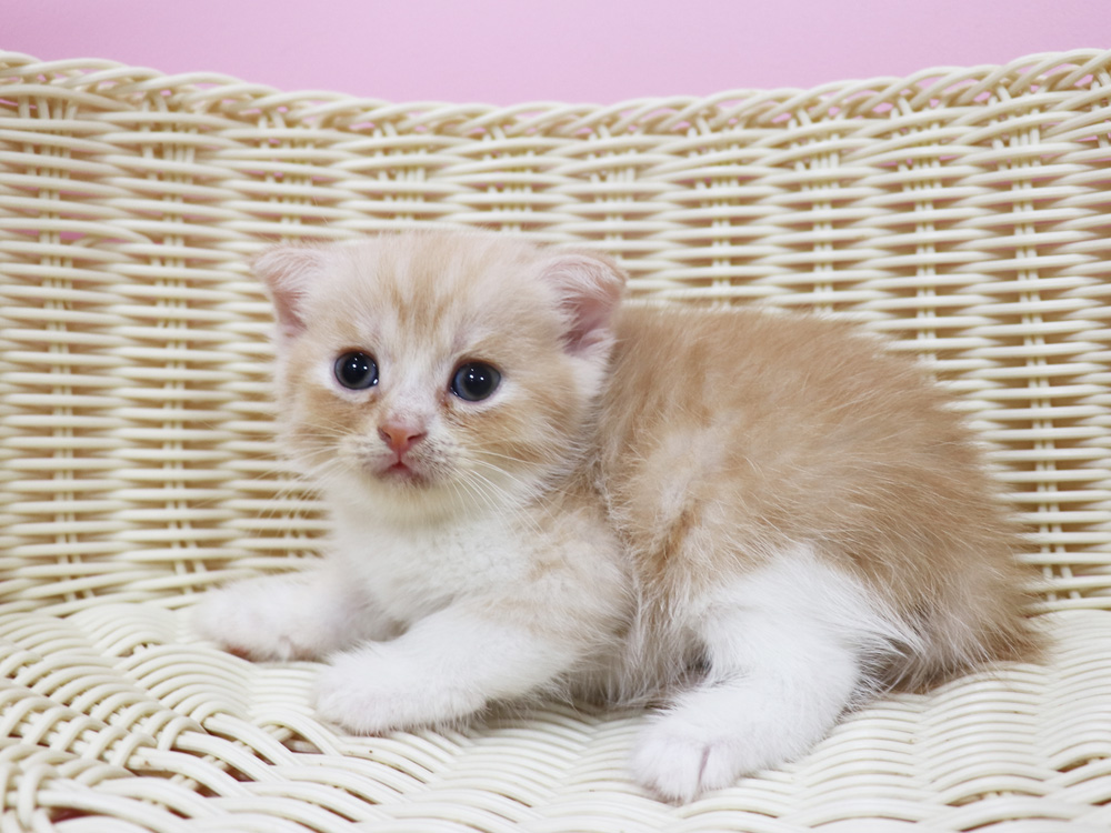 スコティッシュフォールドの子猫画像