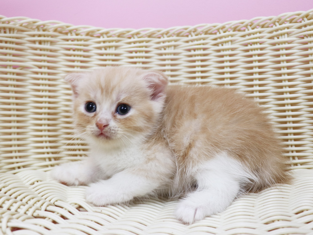 スコティッシュフォールドの子猫画像