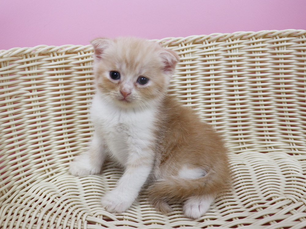 スコティッシュフォールドの子猫画像