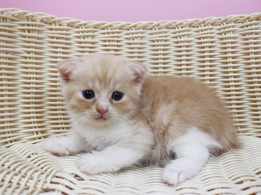 スコティッシュフォールドの子猫画像