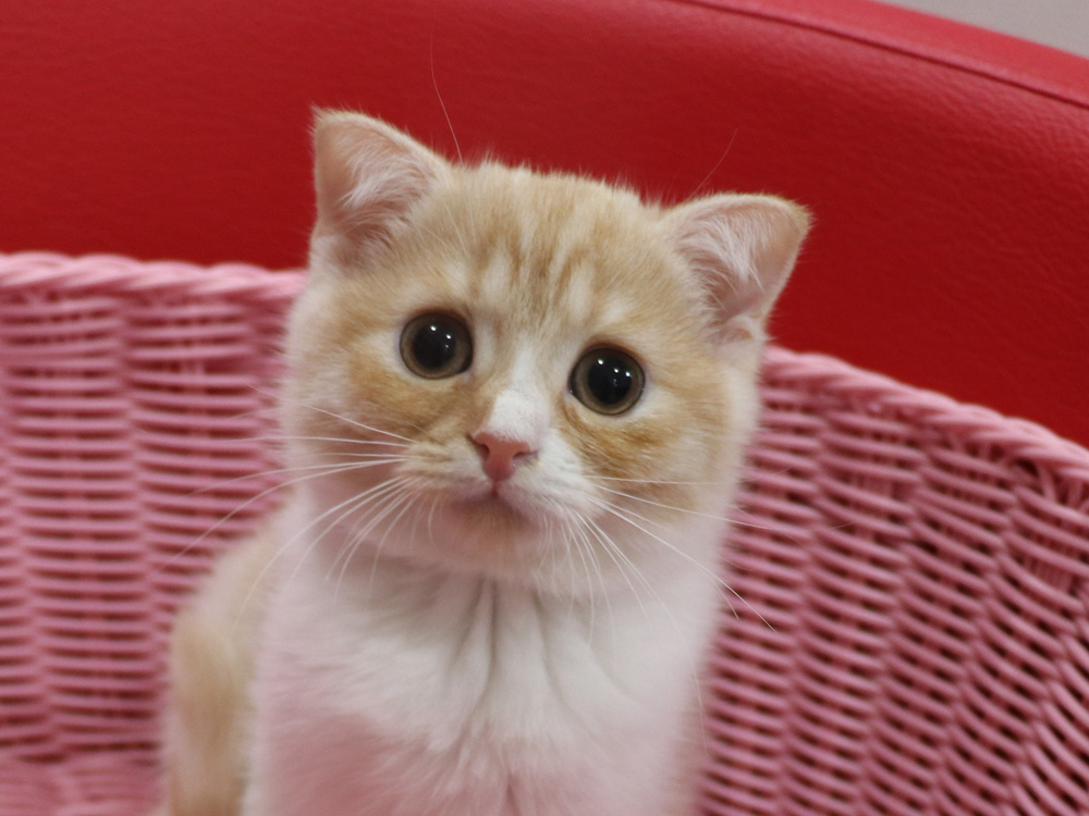 スコティッシュフォールドの子猫画像