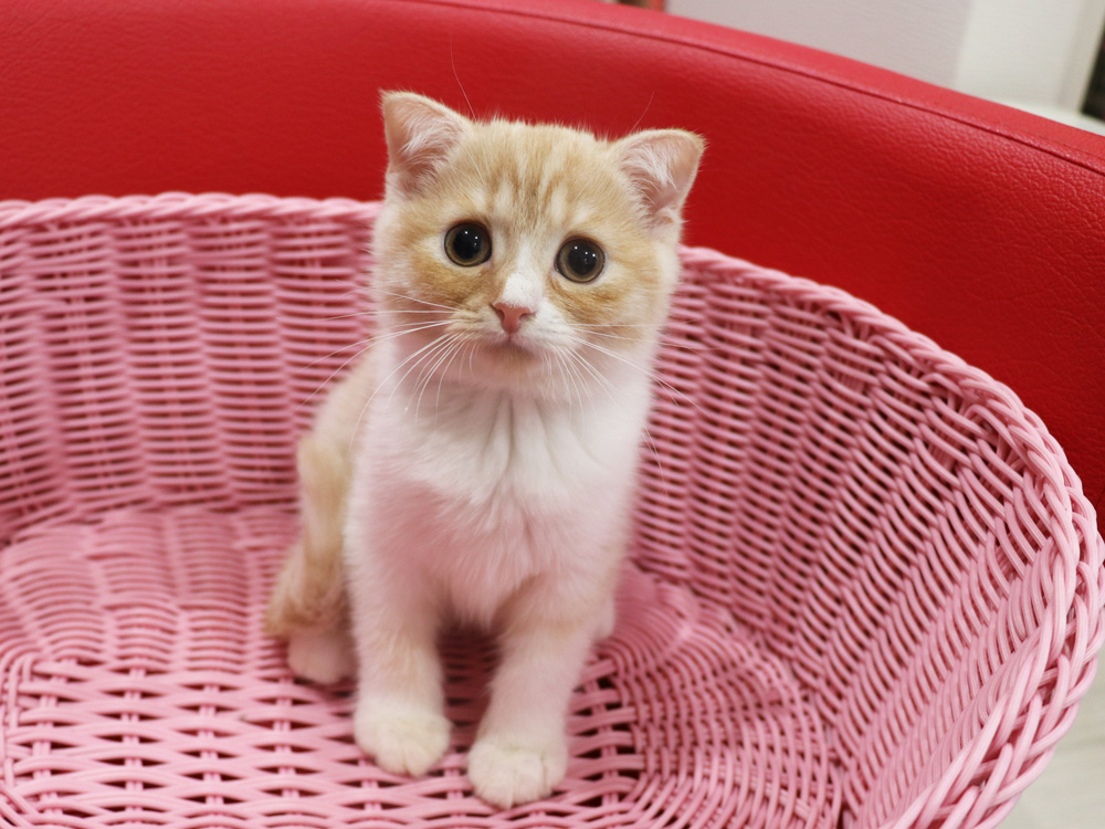 スコティッシュフォールドの子猫画像