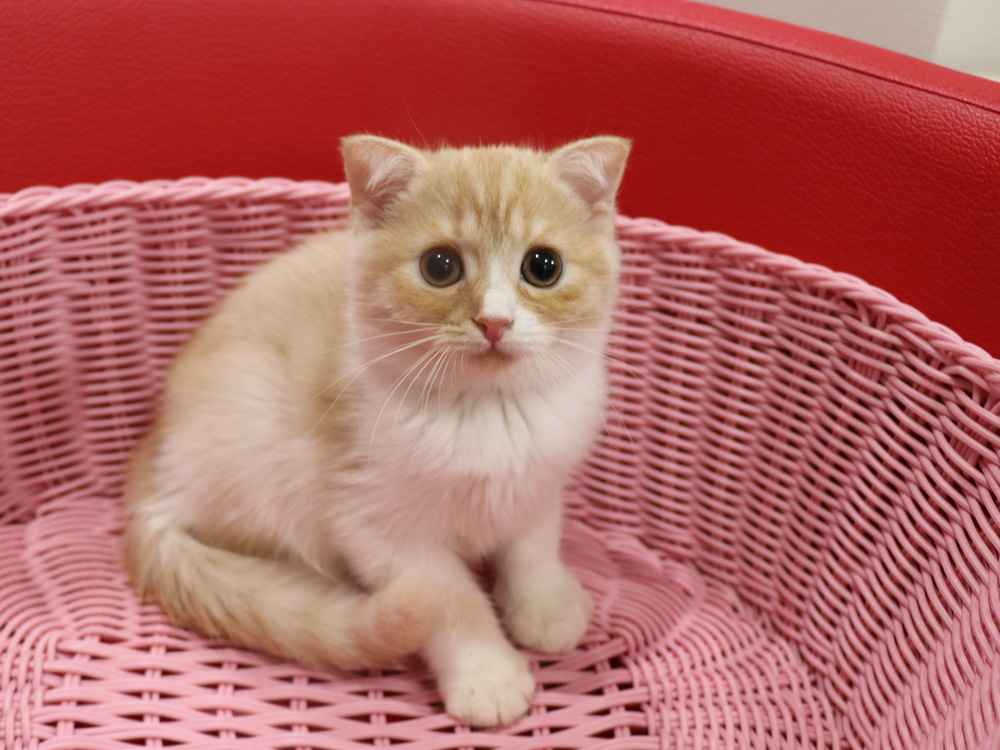スコティッシュフォールドの子猫画像