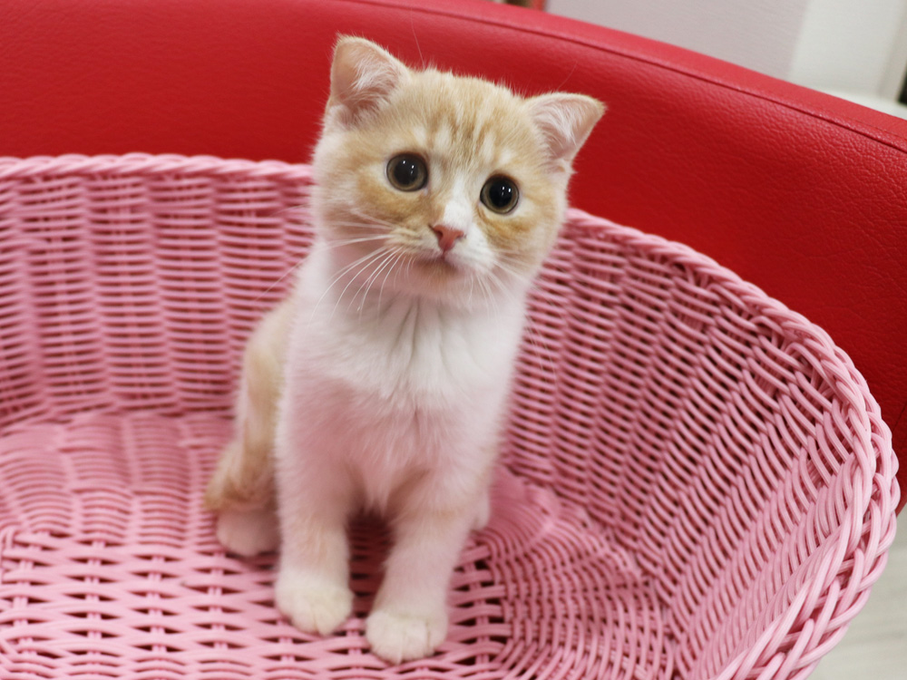 スコティッシュフォールドの子猫画像