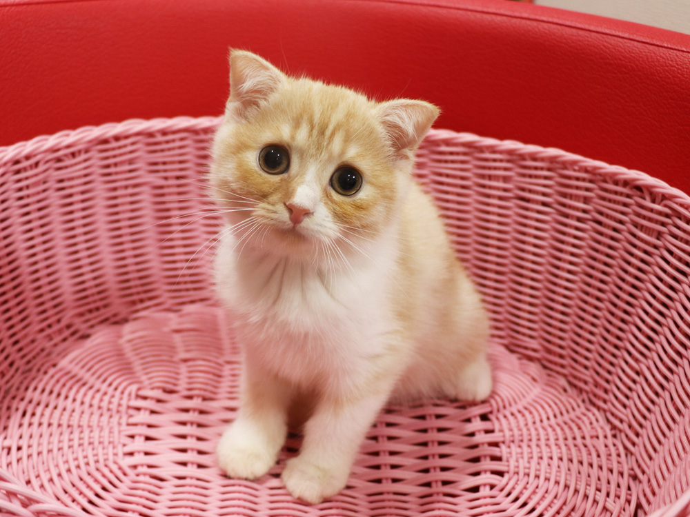 スコティッシュフォールドの子猫画像