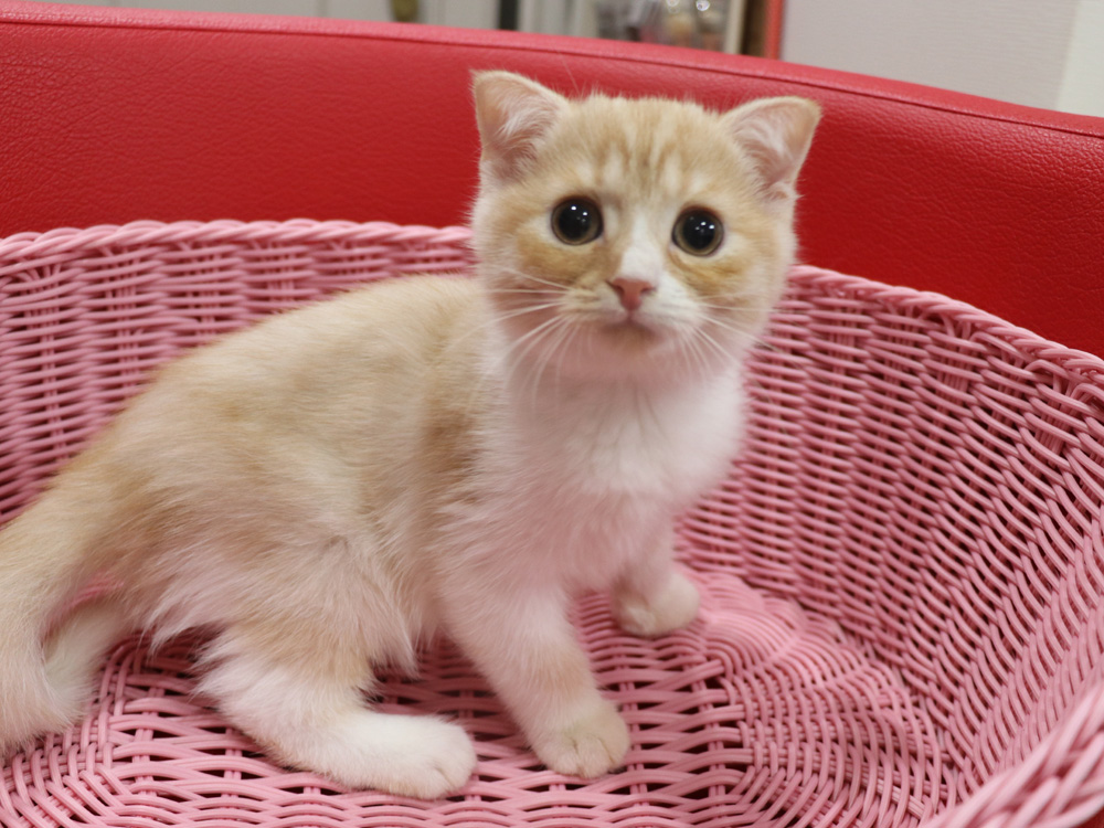 スコティッシュフォールドの子猫画像