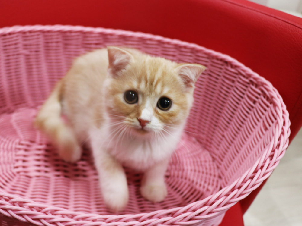 スコティッシュフォールドの子猫画像