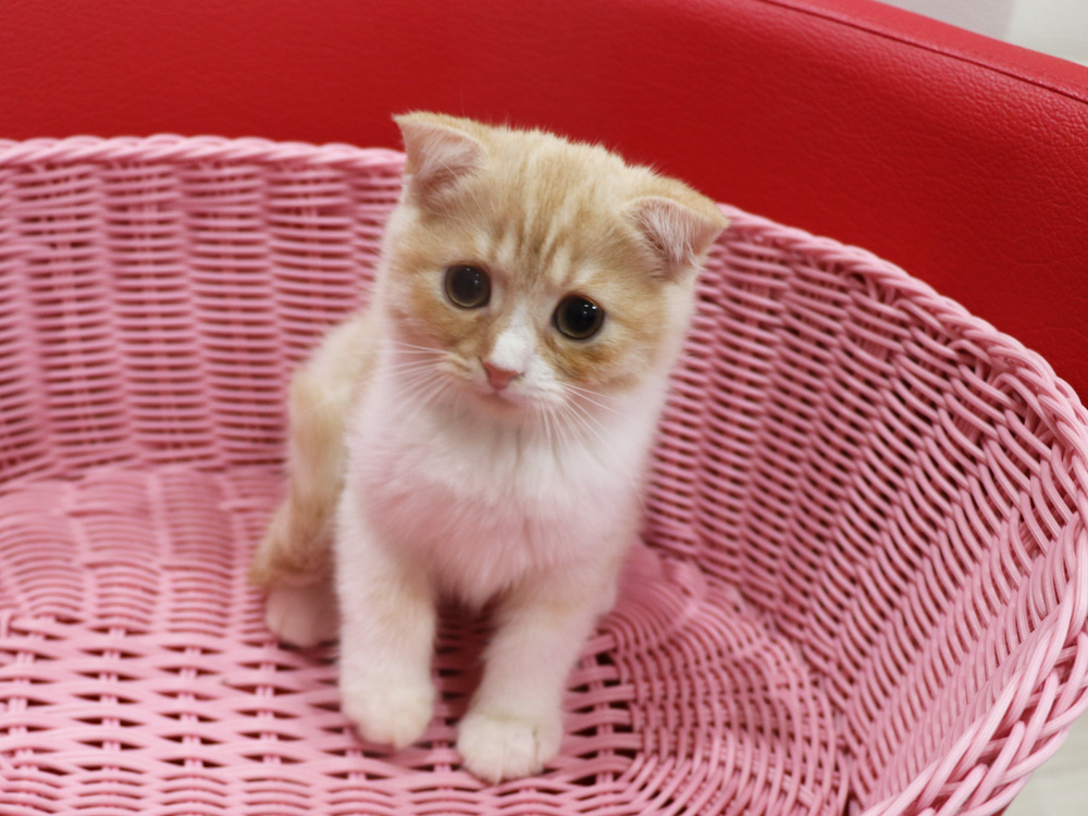 スコティッシュフォールドの子猫画像