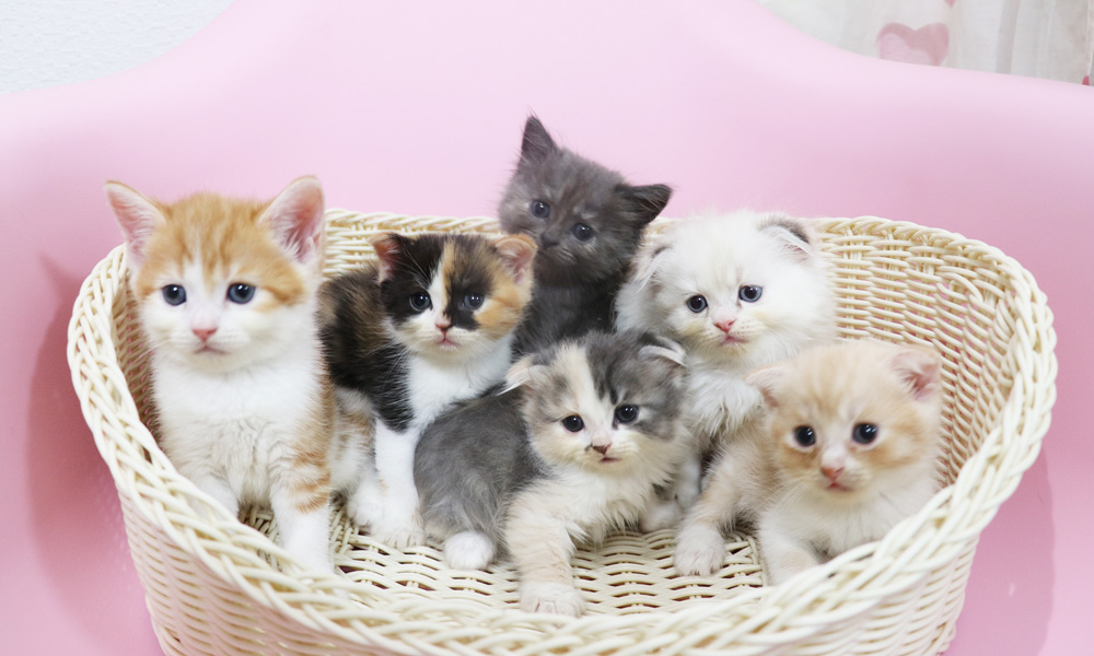 スコティッシュフォールドの子猫画像