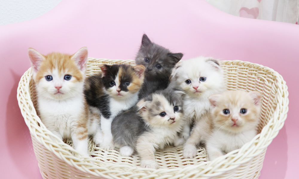 スコティッシュフォールドの子猫画像